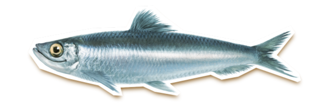 sardine